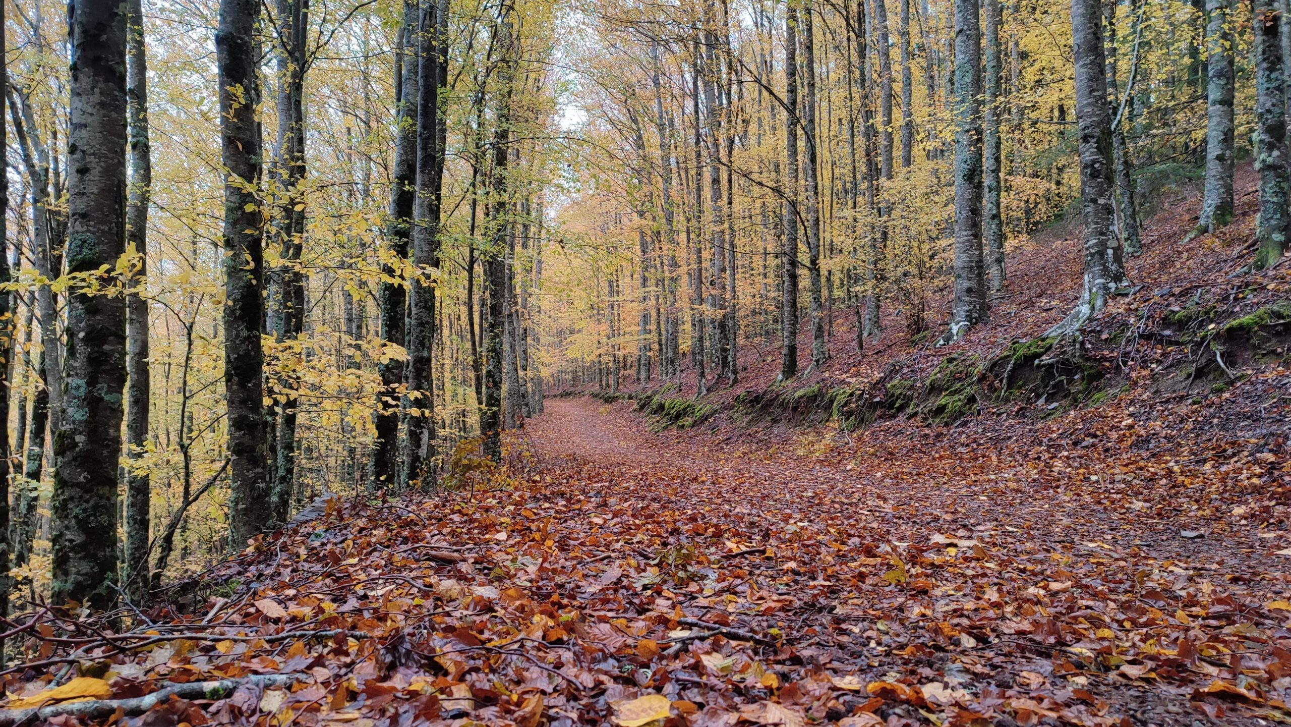 Manteigas – Rota das Faias (Sábado Manhã)