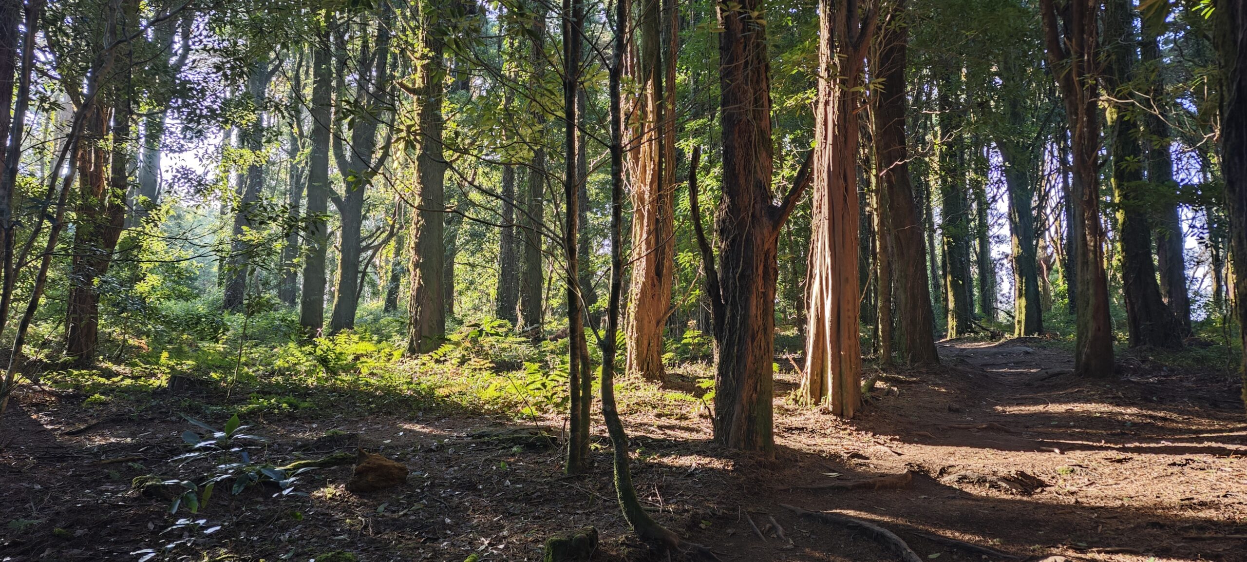 Caminhada verde na Serra de Sintra