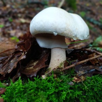 Observação da Natureza