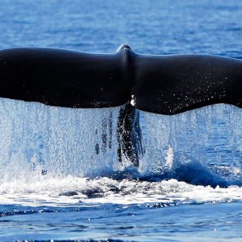 Observação de Cetáceos